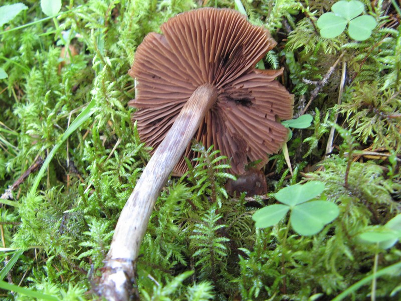 Per chi si vuol divertire!